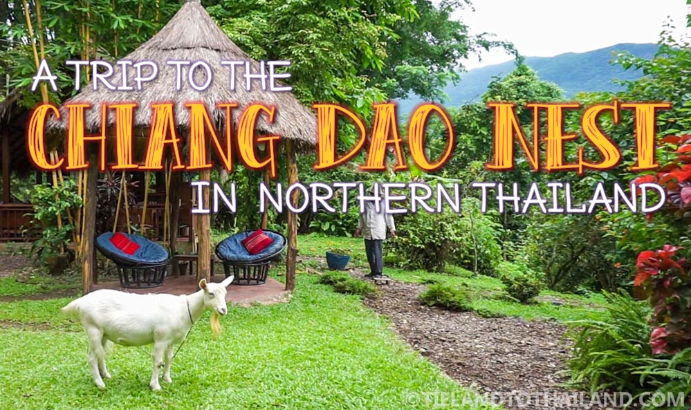 A Trip to the Chiang Dao Nest in Northern Thailand