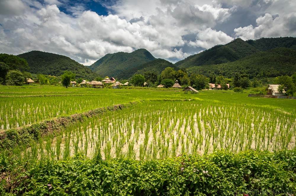 Rice Fields Rainy Season Thailand